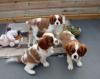 Питомник собак hermoso cavalier king charles spaniel