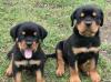 Питомник собак Outstanding Rottweiler puppies