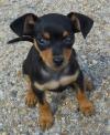 Питомник собак available Miniature Pinscher Puppies