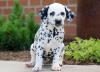Питомник собак Outstanding Damaltian puppies