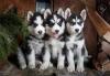 Питомник собак Blue Eyes Siberian Husky Puppies Available