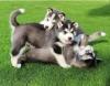 Питомник собак Blue Eyes Siberian Husky Puppies Available