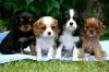 Питомник собак King charles Spaniel Puppies Available