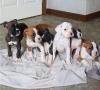 Питомник собак Boxer  Puppies Available 