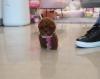 Питомник собак Toy-Poodle Puppies Available