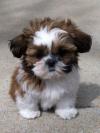 Питомник собак Shih Tzu puppies!! AKC Health guarantee, Puppies Now Ready