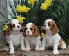 Питомник собак King charles Spaniel Puppies Available